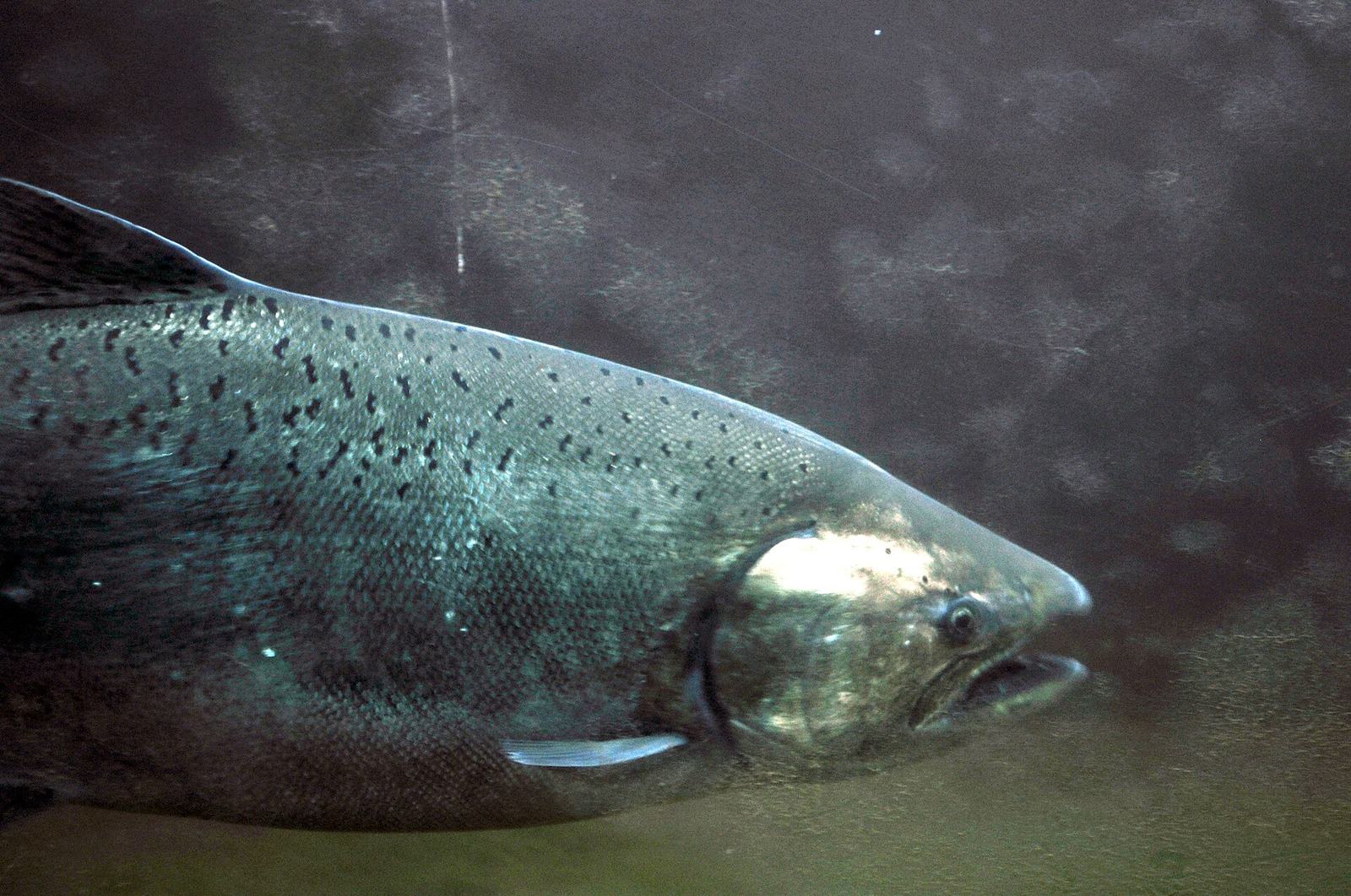 A salmon seen through the underwater viewing window of the fish ladder at the Ballard Locks